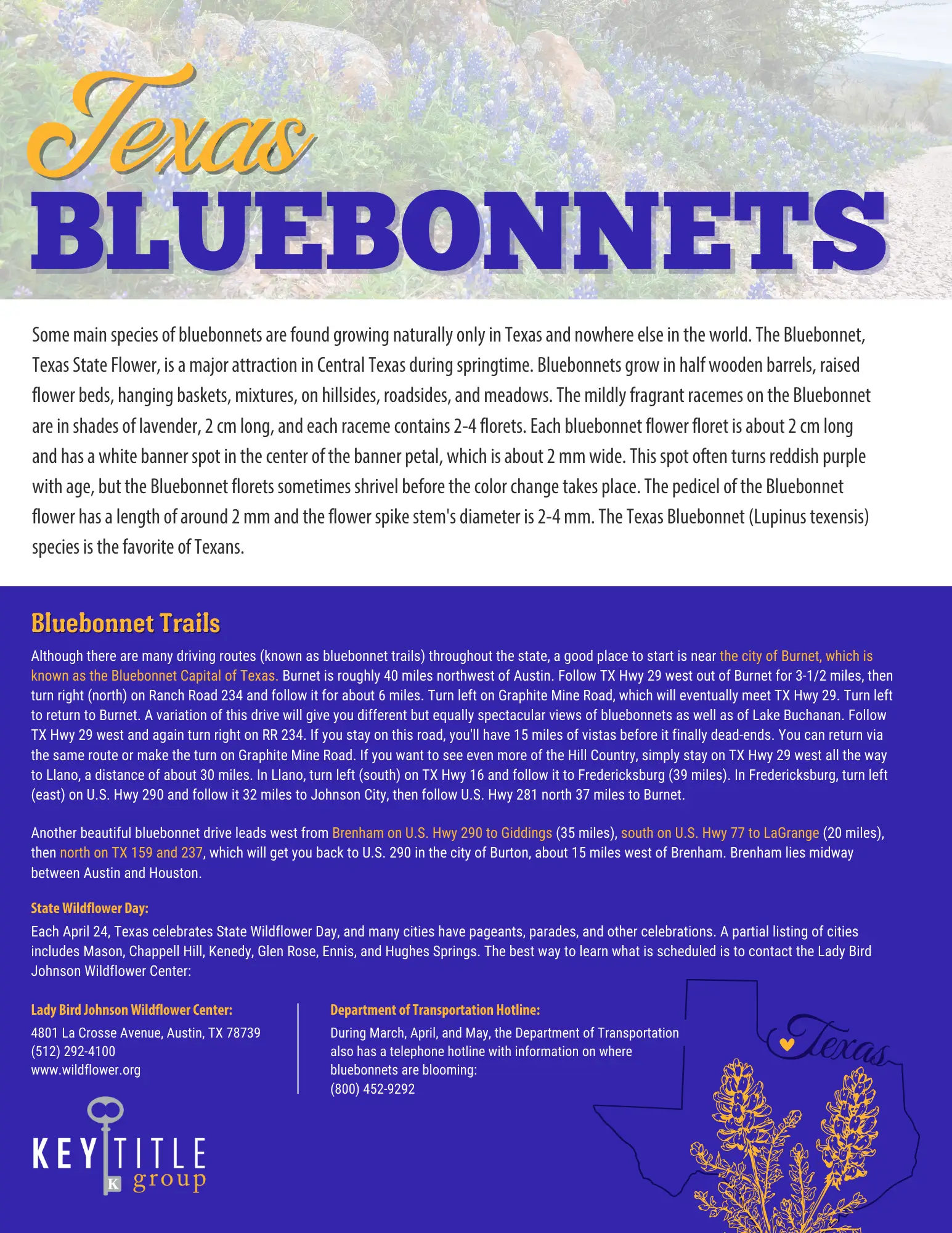 KTGDFW Texas Bluebonnets